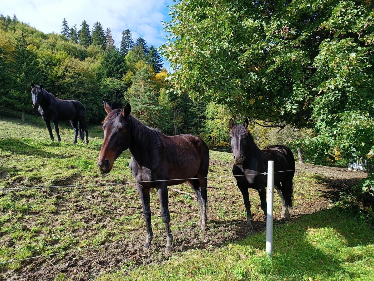 Jizdarna Malenovice Lägenhet Malenovice  Exteriör bild